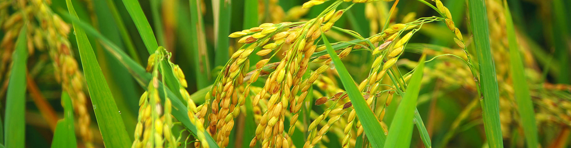 優質常規 · 水稻